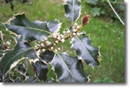 Holly - Ilex aquifolium L.