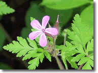 Erba roberta - Geranium robertianum L.